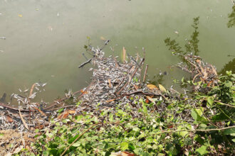 সান্তাহারে প্যানেল চেয়ারম্যানের পুকুরে বিষ: ২০ লাখ টাকার মাছ নিধন