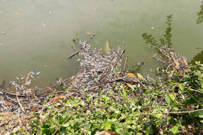 সান্তাহারে প্যানেল চেয়ারম্যানের পুকুরে বিষ: ২০ লাখ টাকার মাছ নিধন