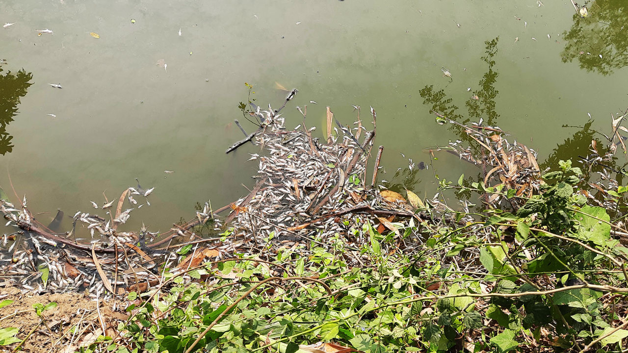 সান্তাহারে প্যানেল চেয়ারম্যানের পুকুরে বিষ: ২০ লাখ টাকার মাছ নিধন