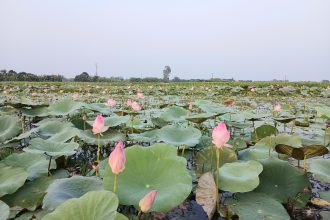 20260928 172102 Noto Post বলাকইড় পদ্মবিলে পর্যটন শিল্পের বিকাশ: প্রতিদিন শত শত মানুষের আনাগোনা